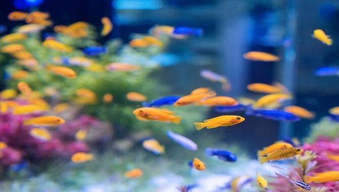 The Benefits Of Having An Aquarium In Your Home