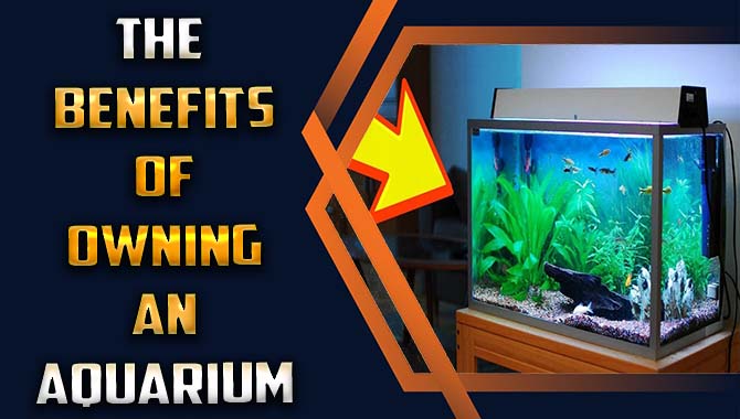 The Benefits Of Owning An Aquarium