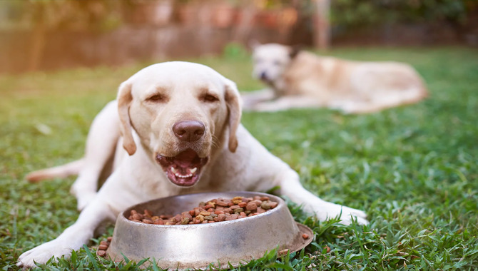 The Best Time To Introduce New Foods And Diets To A Dog