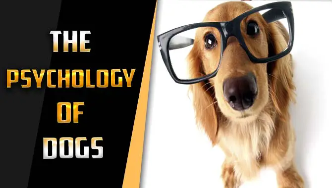 Understanding The Psychology Of Dogs- Expert Insights