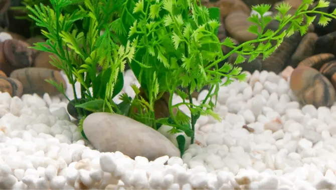 Tips For Installing And Maintaining Aquarium Sand