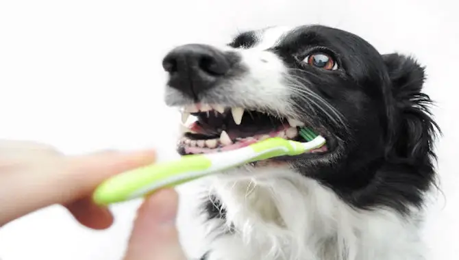 Tips For Maintaining Your Dog's Dental Health