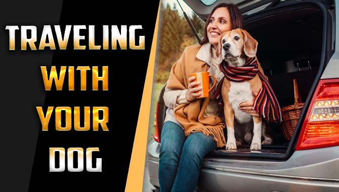 Hit The Road- Traveling With Your Dog Made Easy