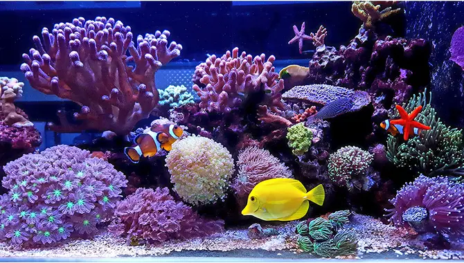 Types Of Saltwater Aquariums