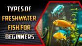 Types Of Freshwater Fish For Beginners