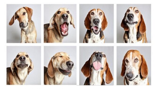 Understanding A Dog's Facial Expressions