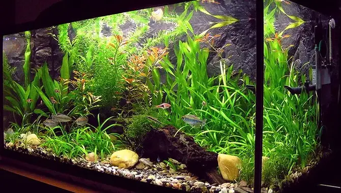 1. Use A Stress Reliever Such As A Live Plant To Provide A Sense Of Security For The Fish.