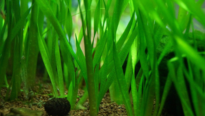 Vallisneria A Popular Aquarium Plant