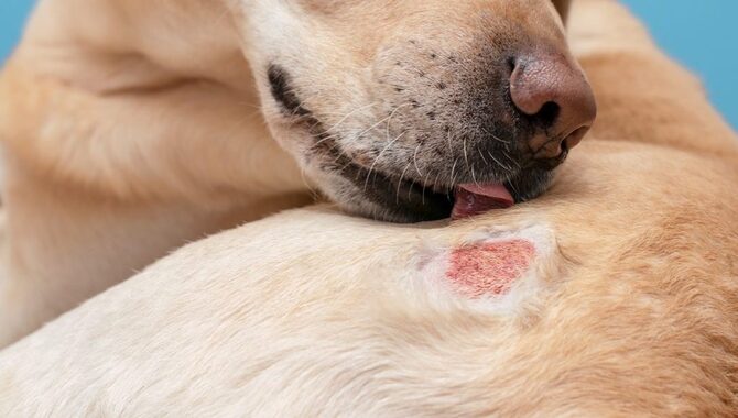 What Are Common Skin Conditions In Dogs?
