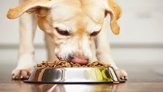 What Are Some Common Mistakes People Make When Choosing Dog Food?