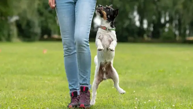 What Are Some Effective Methods For Stopping A Dog From Jumping On People?