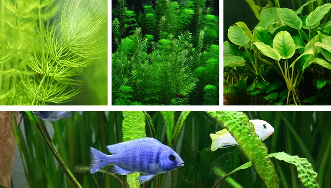 What Are Some Good Aquatic Plants For Your Aquarium