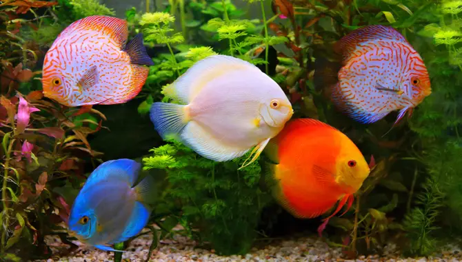 What Are Some Good Freshwater Fish For Beginners