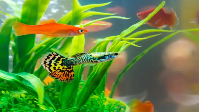 What Are Some Of The Most Popular Freshwater Fish