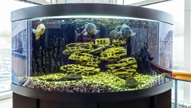 What Are Some Tips For Creating A Beautiful And Eye-catching Aquarium