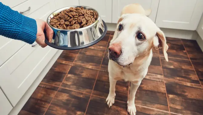 What Are The Benefits Of Choosing The Right Dog Food?