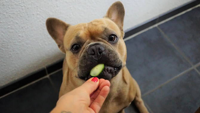What Are The Benefits Of Introducing New Foods And Diets To Your Dog?