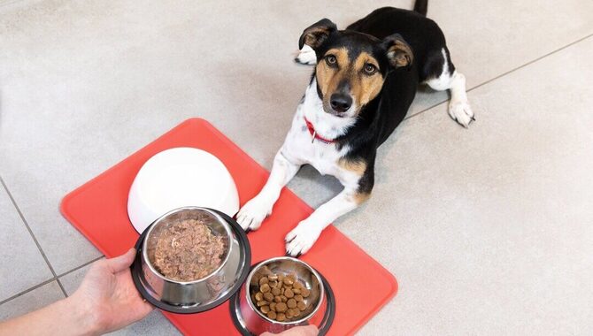 What Are The Best Foods To Feed Your Dog For Optimal Health