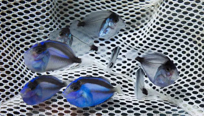 What Are The Best Practices For Breeding Fish In Captivity