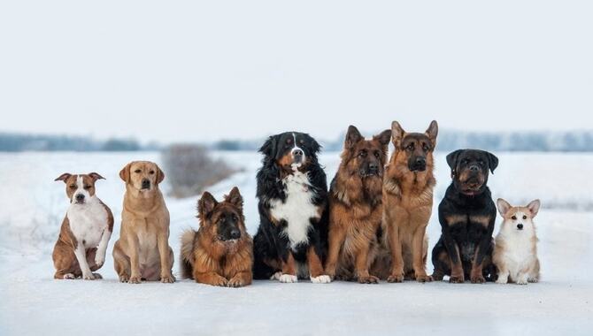 What Are The Characteristics Of The Different Dog Breeds