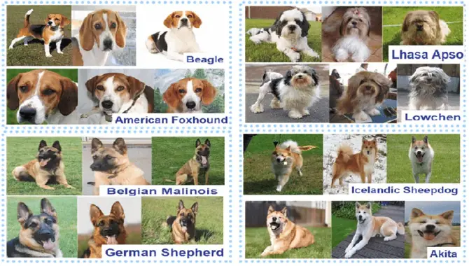 What Are The Different Types Of Dog Breeds