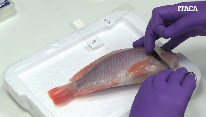 What Are The Main Steps In Conducting A Fish Health Assessment