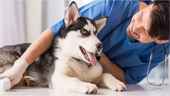 What Are The Most Common Health Problems In Dogs