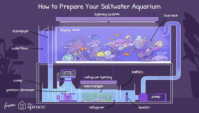 What Do You Need To Set Up A Saltwater Aquarium