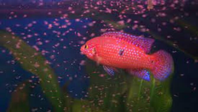 What Is The Best Way To Breed Fish In Captivity
