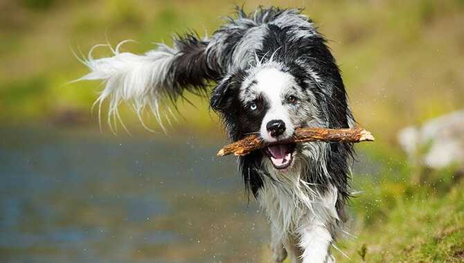 What Is The Best Way To Teach A Dog To Fetch?