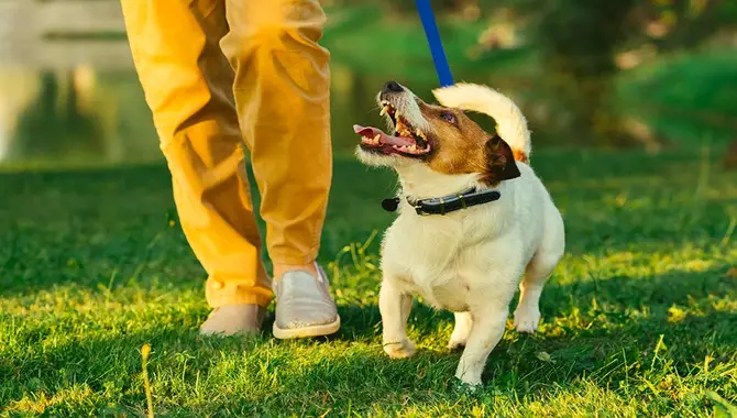 What Is The Best Way To Teach A Dog To Heel?