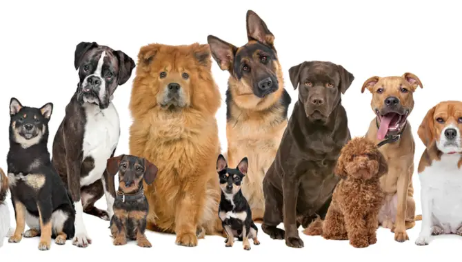 What Is The History Of The Dog Breed