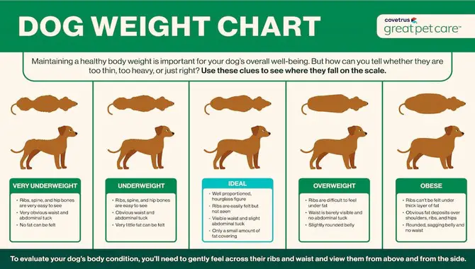 What Is The Ideal Weight For A Dog?