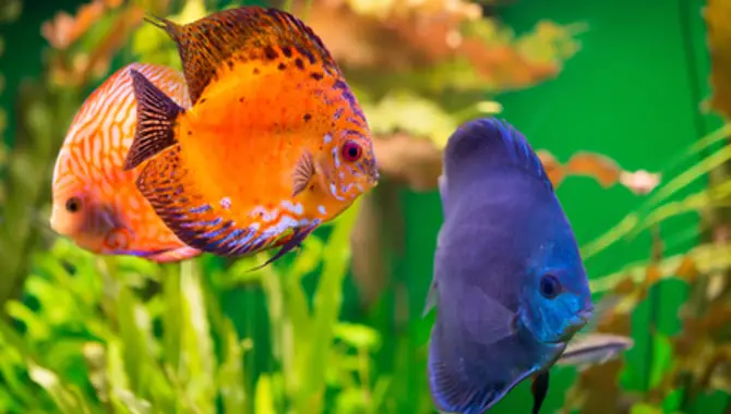 What Should You Do If Your Fish Seems To Need To Be Getting Along With The New Food?