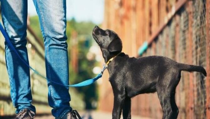 What Things Should You Keep In Mind When Training A Dog To Stay?