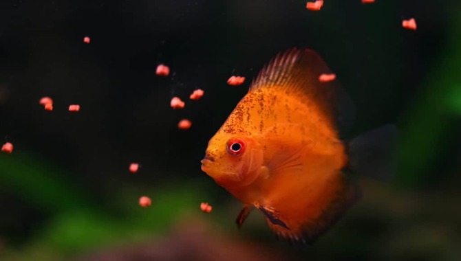 What To Do When Your Fish Isn't Eating