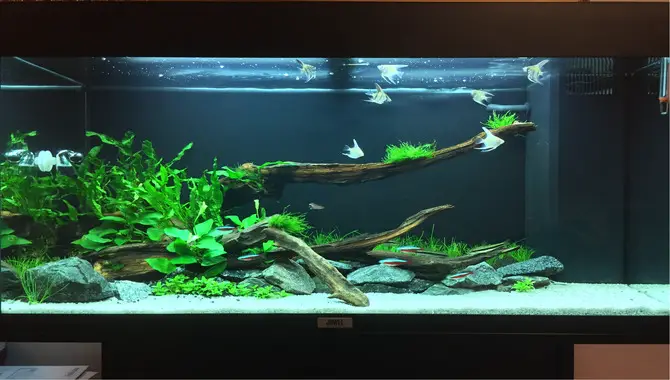 What To Keep In Mind While Aquascaping With Live Plants In A Sand Aquarium