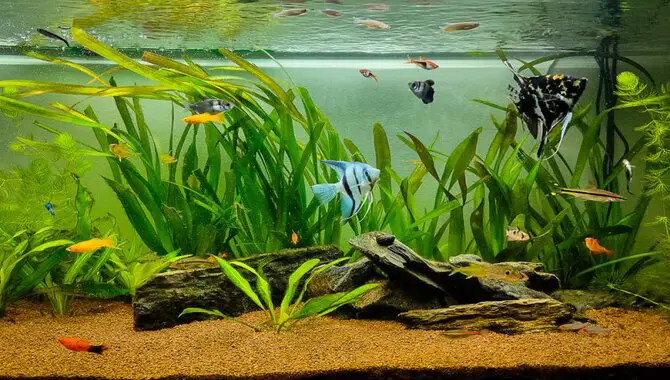 What To Look For In Good Sand For Aquariums