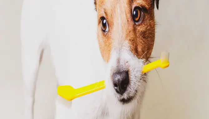 What Type Of Toothbrush Is Best For Dogs?