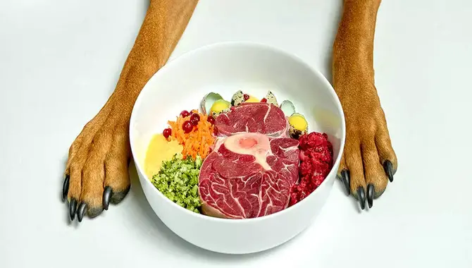 What are the best foods to feed your dog for optimal health