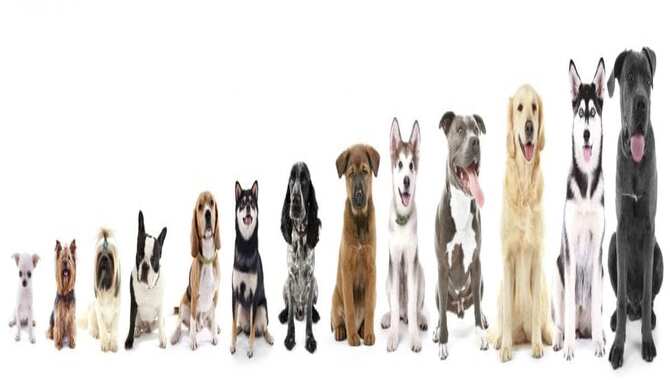 What breed of dog is right for you