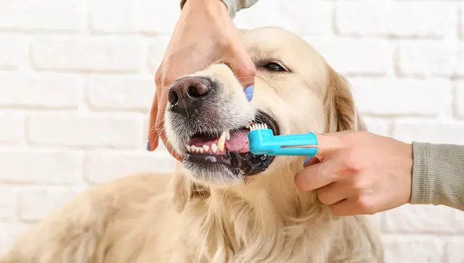 What's the Best Way to Brush Your Dog's Teeth?
