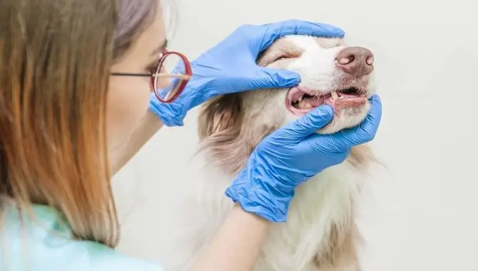 When To Take Your Dog To A Veterinary Dentist