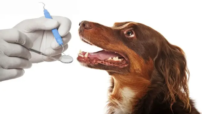 Why Is Dog Dental Care Important?