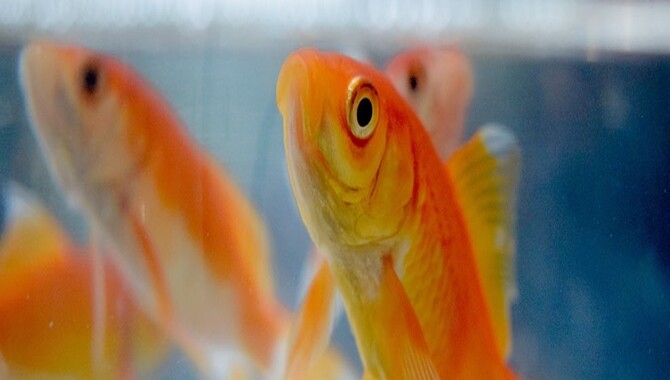 Why Should You Supplement Your Fish's Diet With Treats Or Live Foods?