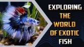 World Of Exotic Fish