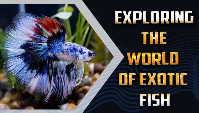 Diving Into The World Of Exotic Fish: A Beginner’s Guide