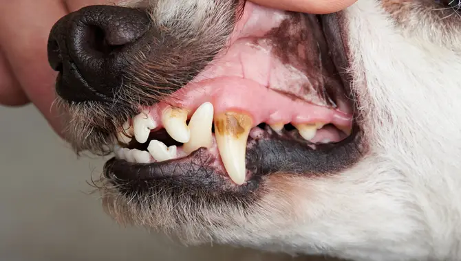 Your Dog's Dental Health