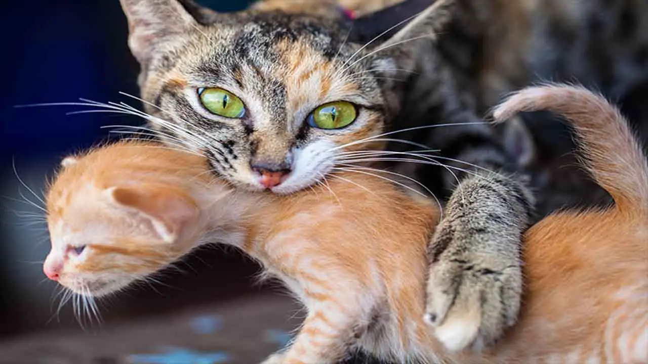 5 Reasons Why Mother Cat Biting Kittens Neck