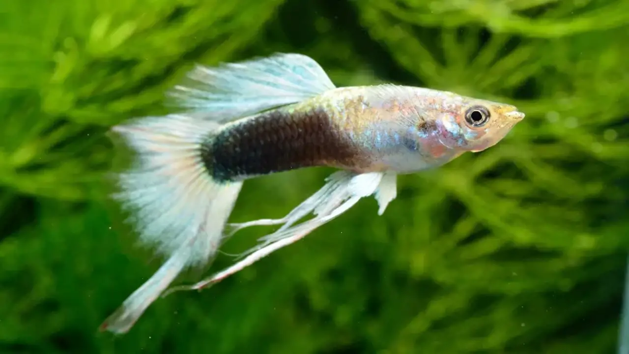 9 Reasons Why Does My Guppy Have White Poop